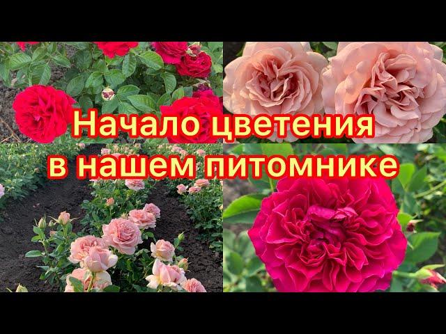 Начало цветения в нашем питомнике maryroses.ru