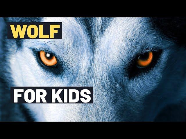 Wolf : Surprising Facts about Wolves you never knew! | Lesson For Kids On Wolves