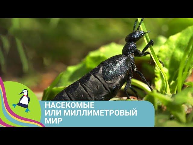 ‍‍‍ ШОУ О НАСЕКОМЫХ И ПРИРОДЕ! Насекомые или миллиметровый мир. Фильм в HD  STARMEDIAKIDS