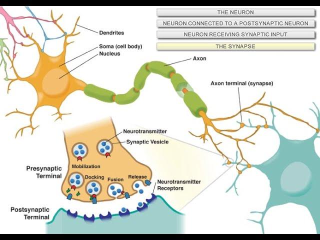 Intro to Neuroscience