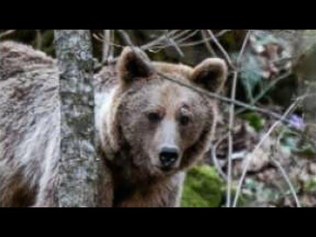 2 Hour of Scary Bear Attack Stories | Reports of People Who Were Attacked Vol.01