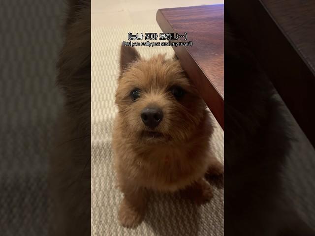 태오 간식 ‘점검’ 하기^.^ #마태오 #반려견 #반려견일상 #강아지 #강아지브이로그 #doglife
