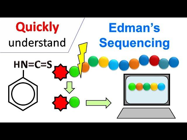 Edman degradation | Edman Sequencing