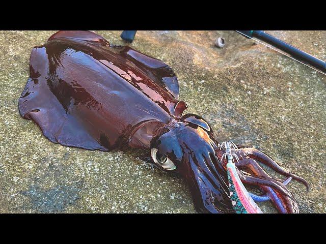 How to catch Squid in Winter | EGI fishing Sydney NSW, Australia