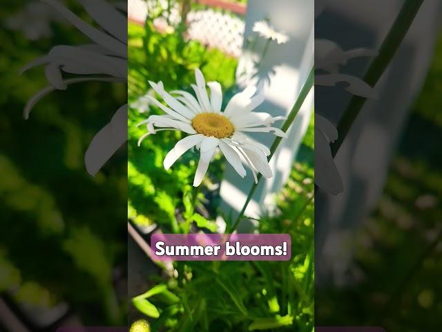 Aster, Daisy, Lillies, and Amaranth!