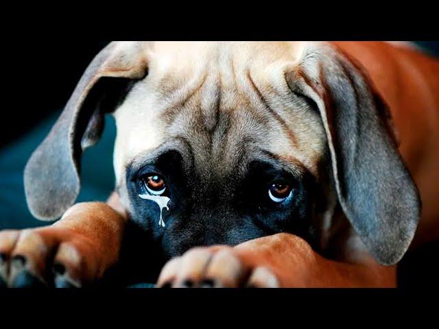 Passers-by thought that the dog was waiting for its owner. But when he cried, everyone was shocked!