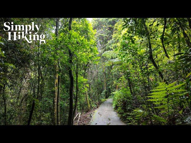 A Gentle Rainforest Walk in the Rain | Rainy White Noise | 4k Virtual Hike