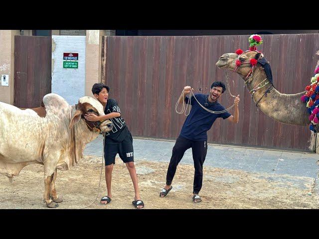 My Friend Bought a CamelMy Cow vs Angry Camel