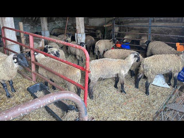 Lambs Busted Out Of Their Pen!