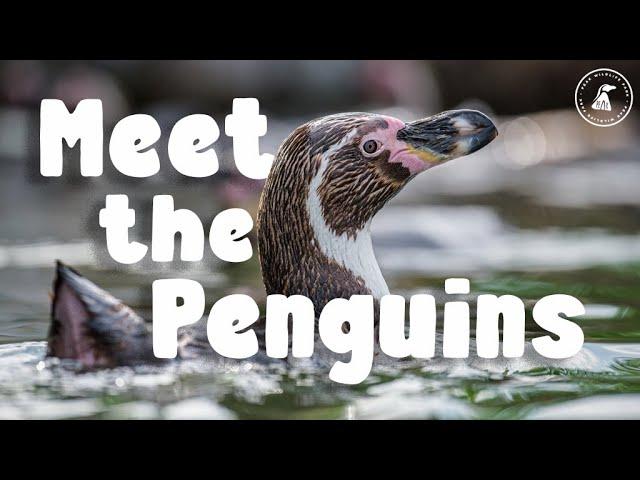 MEET THE PENGUINS AT THE ZOO