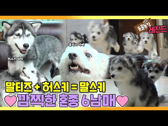 [TV 동물농장 레전드/SUB] ‘몰티즈+허스키=말스키 6남매’ 풀버전 다시보기 #TV동물농장 #AnimalFarm #SBSstory