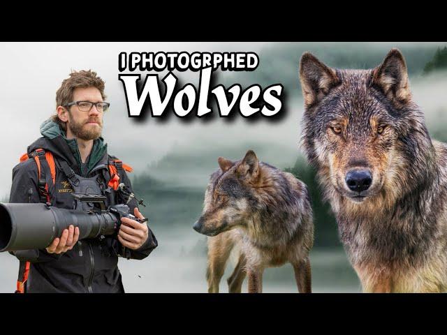 Photographing WOLVES and BEARS on Vancouver Island - Nikon Z9