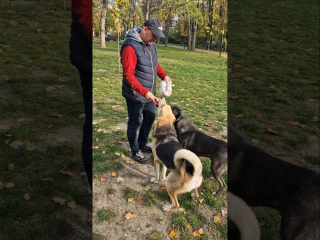 Приключения Толика  Часть 2 #собаки #дворняжка #dogs #doglife