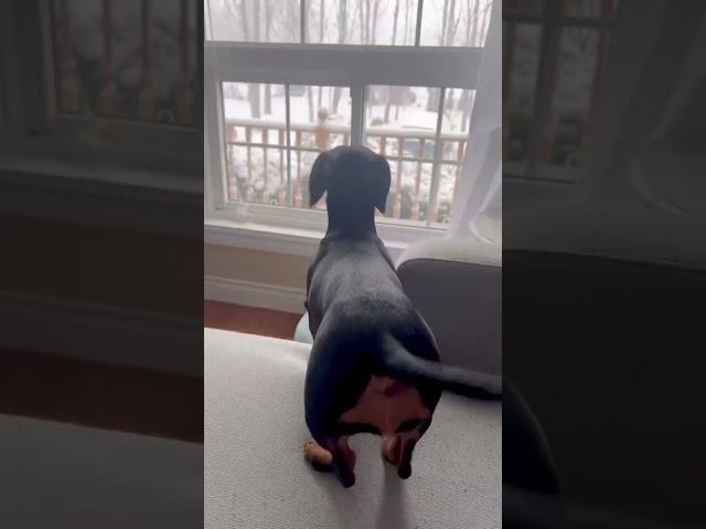 Short legs,long back #influencer #doxie #dachshund #contentcreator #novascotia #dogvideos #wienerdog