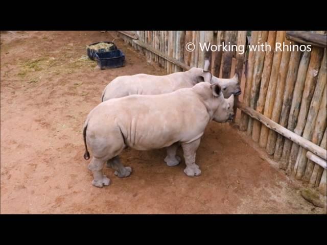 Baby Rhinos Cry When Their Milk Runs Out!