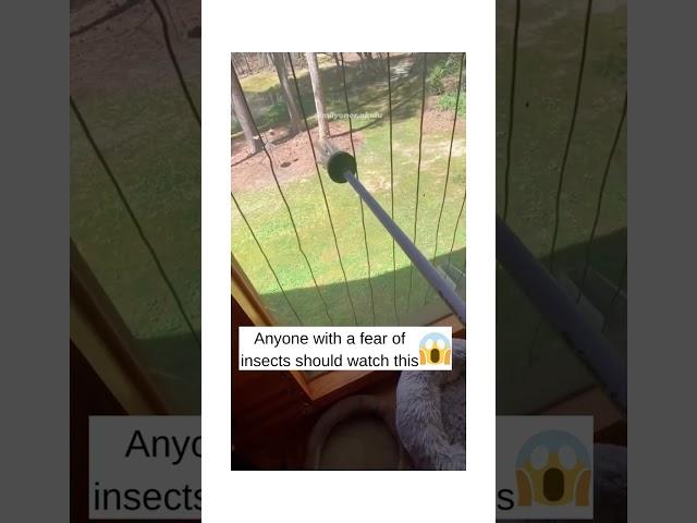 Anyone with a fear of insects should watch this. #shorts #smartgadgets #insects