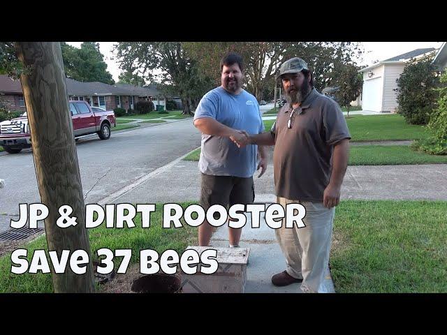 37 Bees With Dirt Rooster