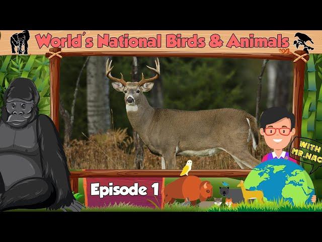 Episode 1 | World's National Birds and Animals | Numismatics Academy | Change2e