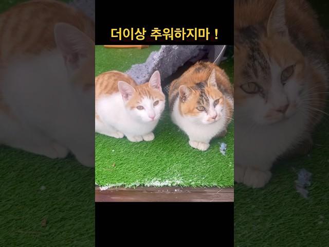 니네 집이야 !