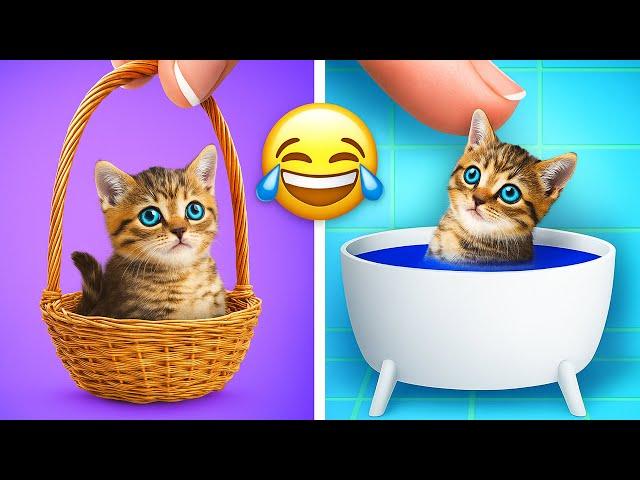 Secret Cat Surprise!  Amazing DIY Room Makeover & Hacks