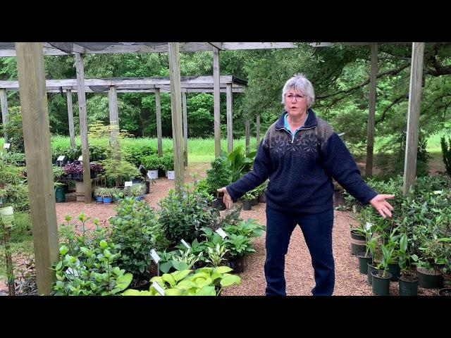 Shade Plants Blue Moon Gardens Episode 4