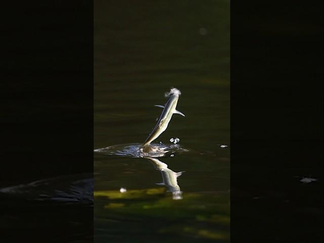 flying fish #natgeo #fish