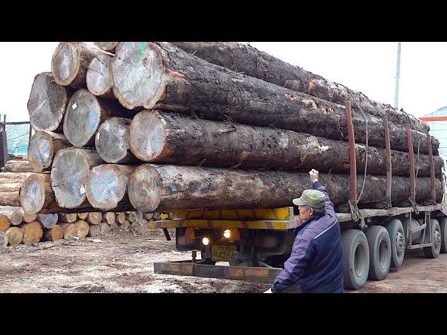 Process of Mass-Production Tables from Giant Pine Trees. Solid Wood Furniture Factory in Korea