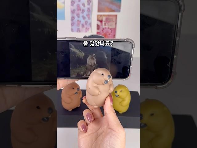 누르면 소리가 난다는 유명짤의 주인공 샀습니다ㅋㅋㅋㅋ