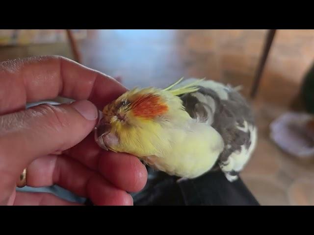 Cockatiels a Pampered Chimcken.