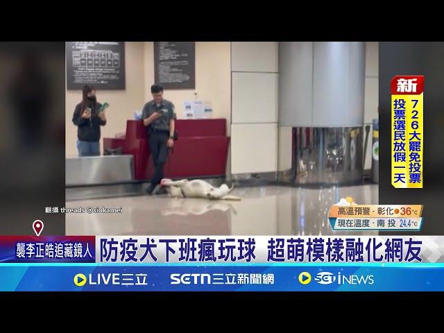 防疫犬"靈鼻"揪違禁品 訓練配獎勵大展身手 防疫犬下班瘋玩球 超萌模樣融化網友│記者 石明啓 粘菀瑄│萌寵54來當家20250621│三立新聞台