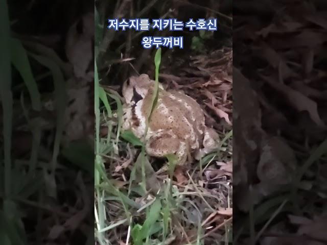 #청도땅#청도 #경산농지 #두꺼비
