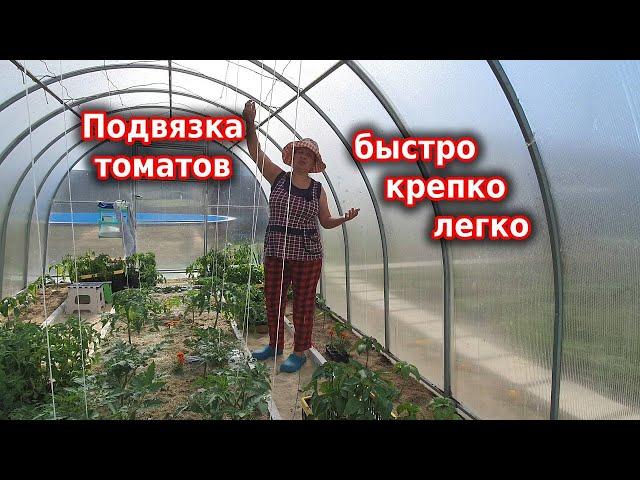 Моя подвязка томатов: быстро, легко, крепко и долговечно