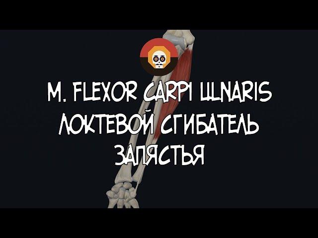 Локтевой сгибатель запястья (m. flexor carpi ulnaris) 3D Анатомия