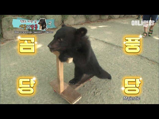 Baby Bear Riding A Scooter