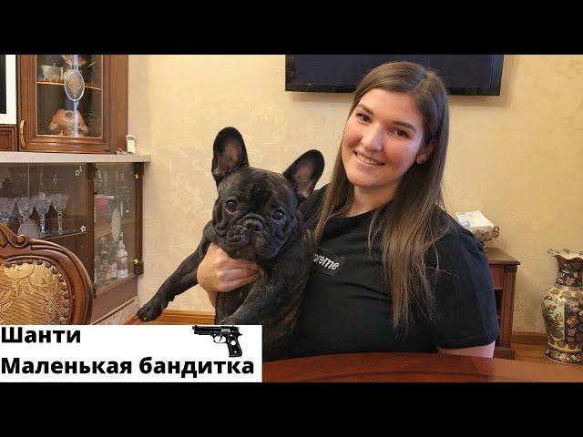 Шанти - маленькая бандитка/Французский Бульдог
