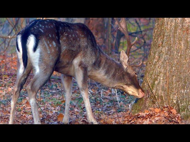 Deer and people: coexistence story from the Danube Delta 