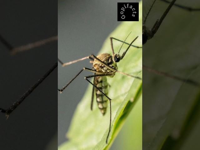 Teeth of mosquitoes | mosquito bite | deadly insect  #startone #trending #animals #mosquito #shorts