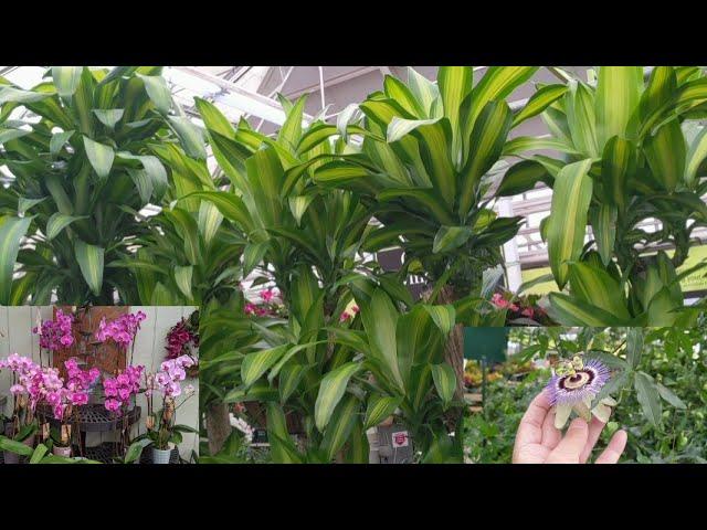 You Don't Want To Miss This Tour Of Hicks Nursery In Westbury, NY