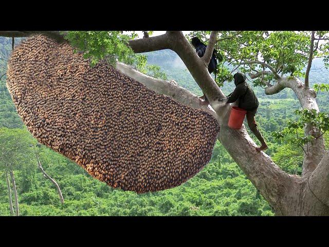 Primitive Technology: Amazing Catch A Giant HoneyBee For Food On The Big Tree