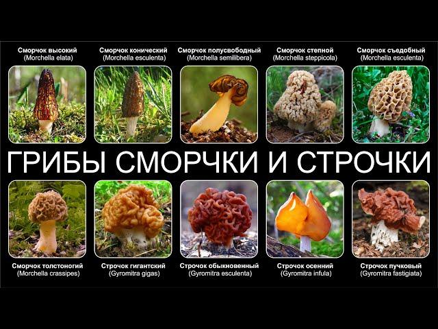 ГРИБЫ СМОРЧКИ И СТРОЧКИ