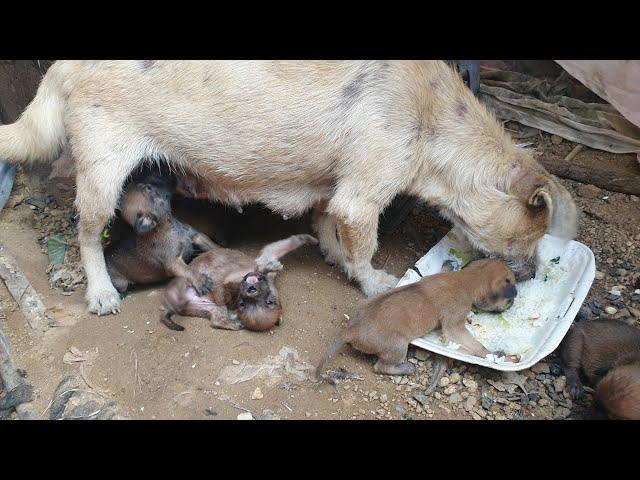 Very Pity hungry Puppies, They are trying to get breastfeeding from little mama doggy