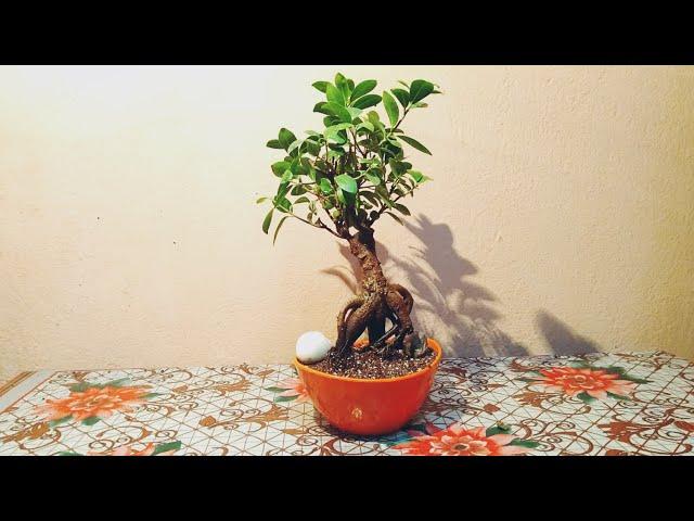 Repotting A Ficus Plant Bonsai || Soil Mix For Bonsai Plants.