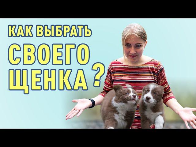 Выбор щенка. Как выбрать лучшего щенка из помета? О чем молчат заводчики собак?