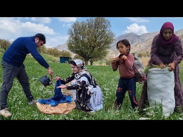 Shearing the farm plants by Ilham in the field and collecting firewood in the mountain by  Zahra