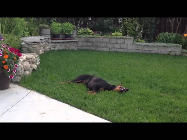 Silly Doberman