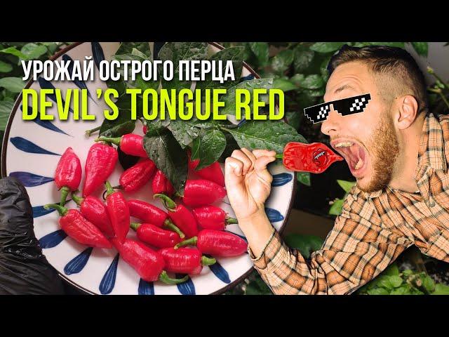 Дьявольский красный язык - собираем свой собственный урожай Devils Tongue Red #острыйперец