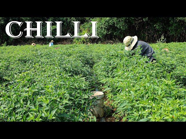 How to Grow Green Chillies from Seed in My Village | Chillies Growing Skill | Farm Channel