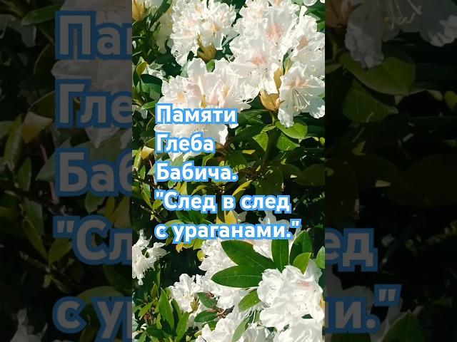 Душевная песня о тоске по любимой. Пам'яті Гліба Бабіча #цитаты #любовь #поэзия #душа