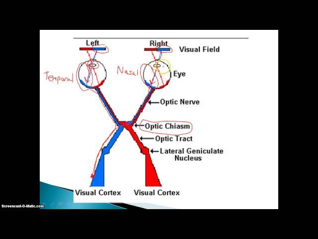 Visual Nerve Pathways