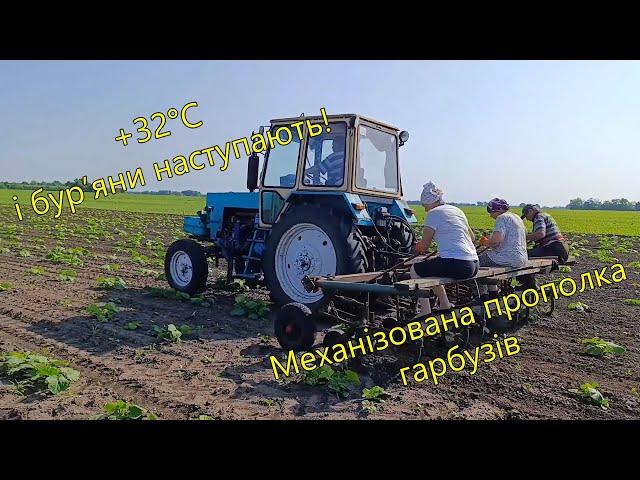 Механізована прополка гарбузів під +32°C — встигнути до спеки!
